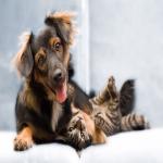 Make Your Brand Stand Out with Custom Pet Product Labels