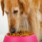 Your Guide to Custom Pet Product Labels