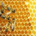 How We Can Create Sweet Custom Honey Bottle Labels