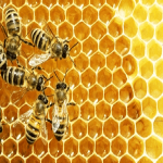 September is National Honey Month: Draw Attention with Custom Honey Labels