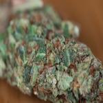 Prepare for 4/20 with Custom Cannabis Labels and Stickers