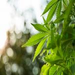 The Importance of 'Not for Kids' Custom Warning Labels on Your Cannabis Products