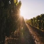 Wine Harvest Season is Approaching: Use Custom Wine Labels to Enhance Your Packaging