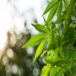 Marijuana Bar Code Labels & Cannabis Labeling: Best practices in California