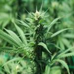 How Can A Cannabis Track and Trace System Impact the Cannabis Industry?