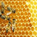 Eco-Friendly Materials Are the Way to Go for Your Honey Product Labels