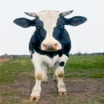 Florida Cattle Farmers Want to Embrace Local Product Labels