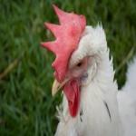 Certified Humane Food Product Labels Get New Definitions