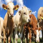 Country-of-Origin Food Product Labels for Meat Surpass Court Injunction