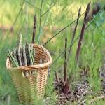 Consumers See Organic Labels On Food Products as a Fresh Way to Charge More