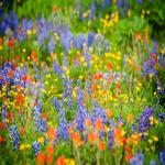 Embrace the Essence of Summer with Expert Essential Oil Labels