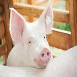 FDA Combats Antibiotic Resistance With New Product Label Printing Guidelines