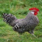 Poultry Company Sued for Misleading Product Labels
