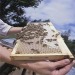 EPA Releases Pesticide Custom Product Label to Protect Bees