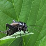 Not to Bug You But … Wisc. Farmers Urged to Read Hazard Warning Labels on Pesticides