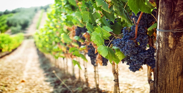 Vineyard Vineyard