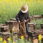 Enhance Honey Jars with High-Quality Custom Jar Labels