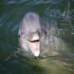 Jumping Into Action: A Newly Proposed Rule For Dolphin-Safe Requirements On Custom Stickers