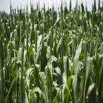 Washington Considers GMO Labels on Food Products