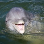 Jumping Into Action: A Newly Proposed Rule For Dolphin-Safe Requirements On Custom Stickers