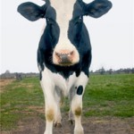 Florida Cattle Farmers Want to Embrace Local Product Labels