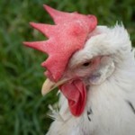 Certified Humane Food Product Labels Get New Definitions
