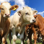 Country-of-Origin Food Product Labels for Meat Surpass Court Injunction