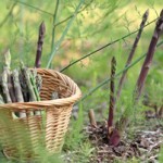 Consumers See Organic Labels On Food Products as a Fresh Way to Charge More