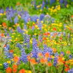 Embrace the Essence of Summer with Expert Essential Oil Labels