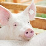FDA Combats Antibiotic Resistance With New Product Label Printing Guidelines