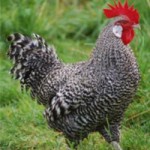 Poultry Company Sued for Misleading Product Labels