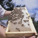 EPA Releases Pesticide Custom Product Label to Protect Bees