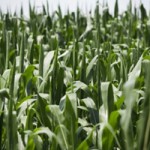 Washington Considers GMO Labels on Food Products