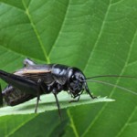 Not to Bug You But … Wisc. Farmers Urged to Read Hazard Warning Labels on Pesticides