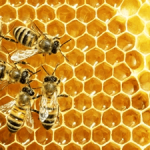 September is National Honey Month: Draw Attention with Custom Honey Labels