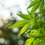The Importance of 'Not for Kids' Custom Warning Labels on Your Cannabis Products