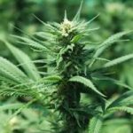 How Can A Cannabis Track and Trace System Impact the Cannabis Industry?