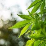 5 Things Your CBD Product Labels Should Tell Your Customers About Your Product