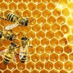 Eco-Friendly Materials Are the Way to Go for Your Honey Product Labels